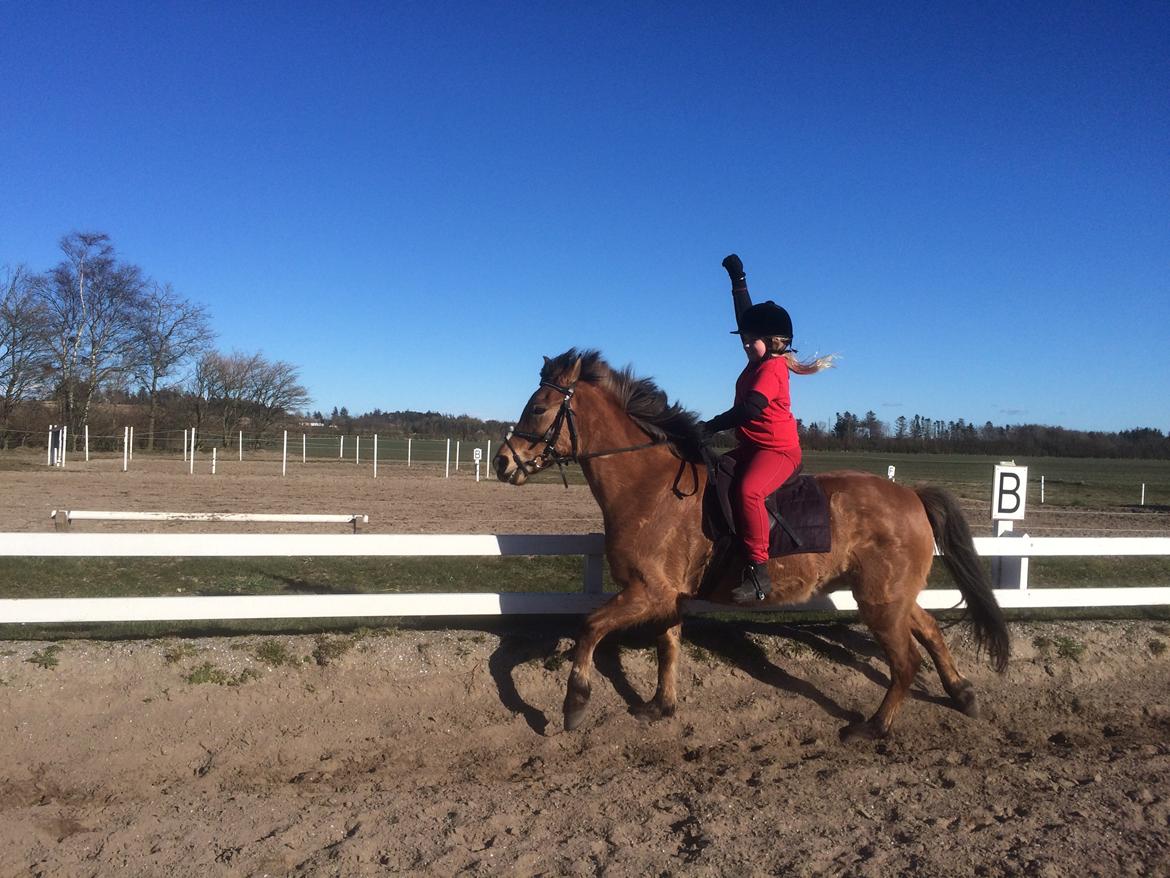 Anden særlig race Buster - ronja og buster i galop med en hånd billede 1