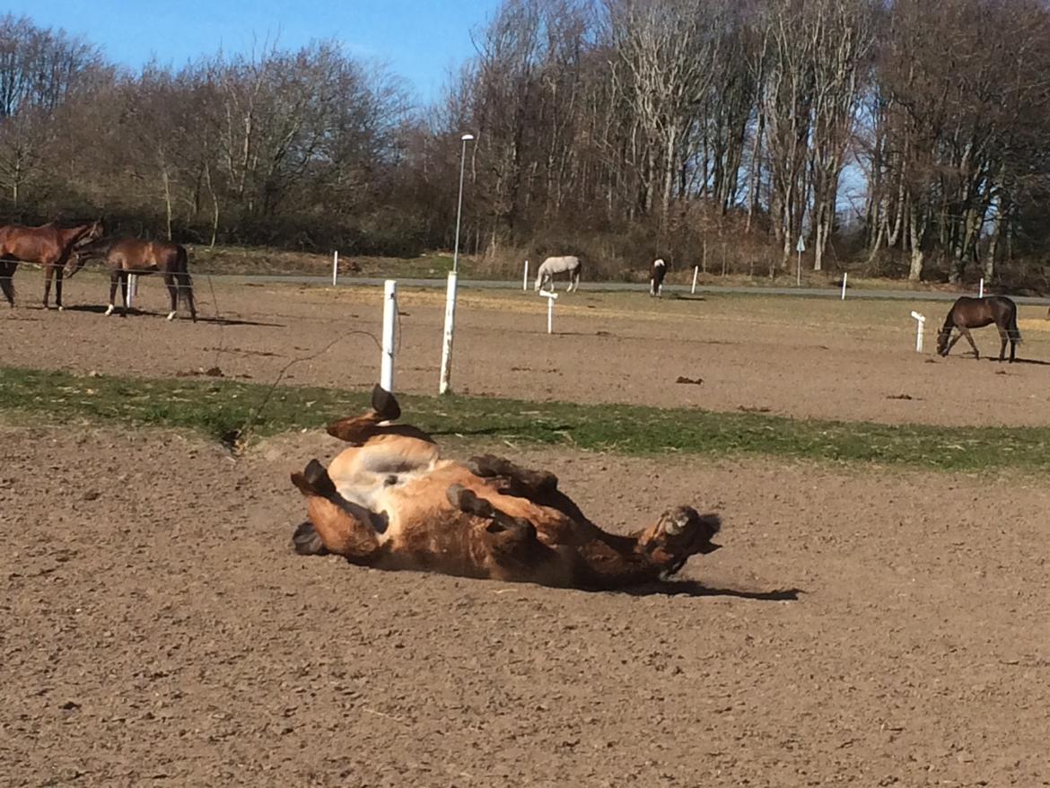 Anden særlig race Buster - buster blev vasket og så skal der rulles når man kommer ud 😊 billede 5