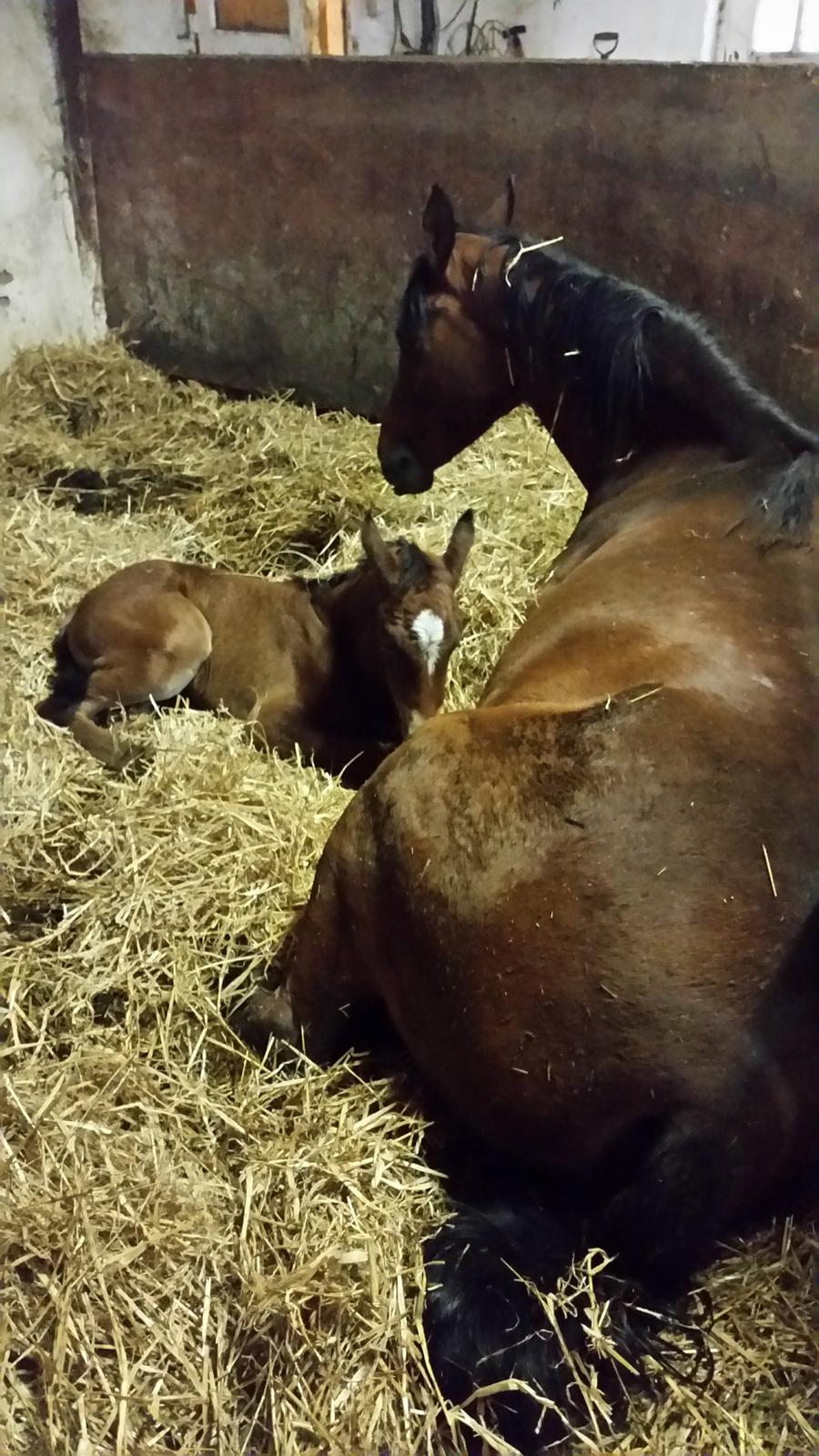 DSP Bjerring's day-dream billede 14