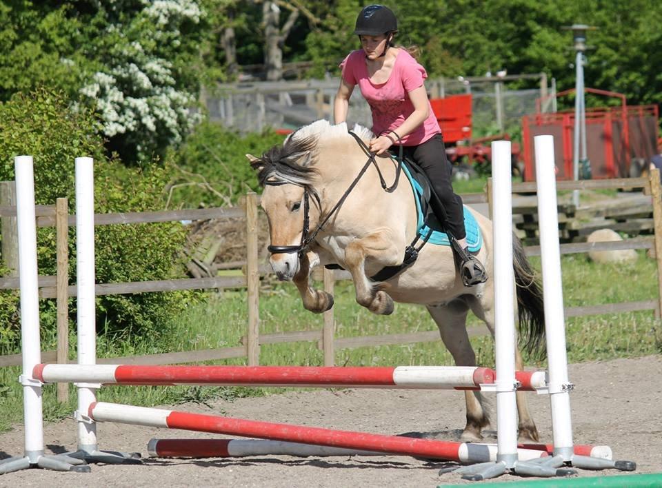 Fjordhest TOFTEGÅRDENS TJALFE - første oxer med rytter d. 24/5 foto: Mathilde H billede 8