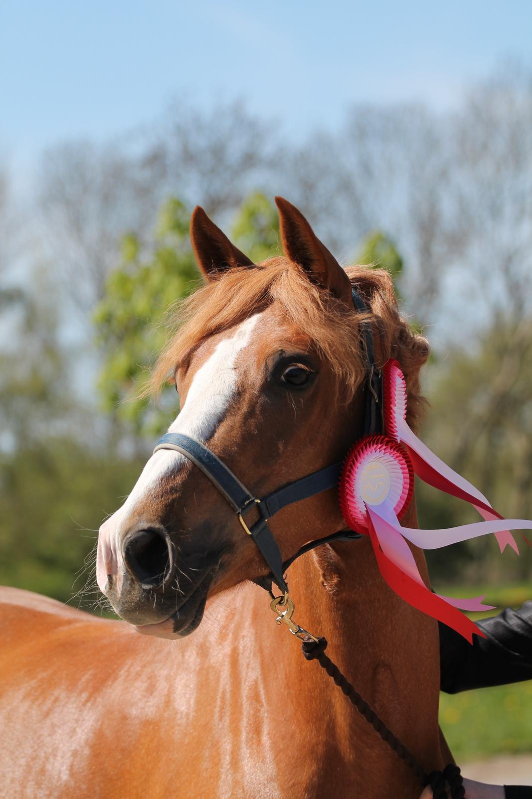 DSP Miss No Name - Hun ligner næsten en hingst! billede 5