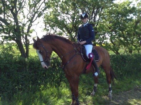 Dansk Varmblod Alsace pilekær billede 18