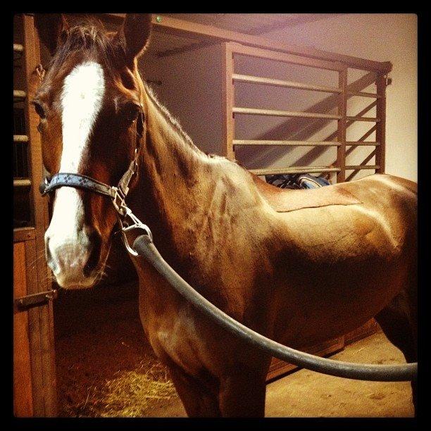 Hollandsk Varmblod Meindert <3 billede 15