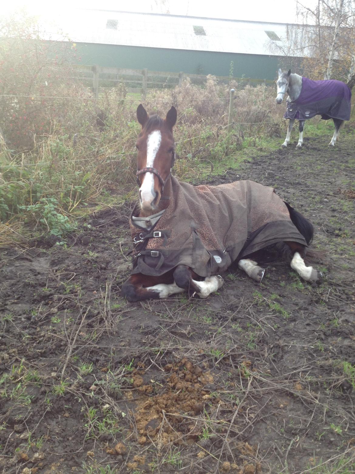 Hollandsk Varmblod Meindert <3 billede 20