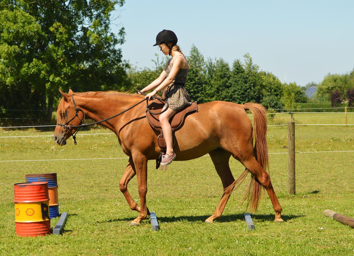 Arabisk fuldblod (OX) Aarupgårds Amina bint charm ox billede 10