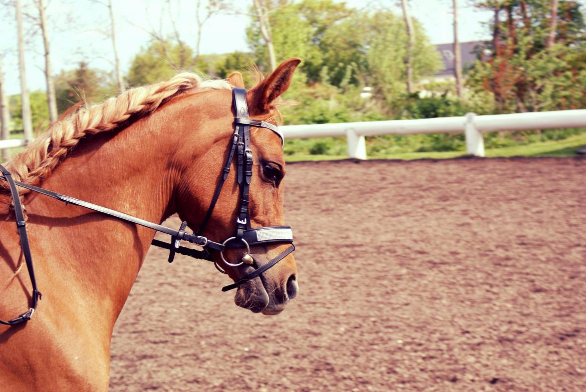 Arabisk fuldblod (OX) Mihrabs Beauty - D. 24-05-15. Vores trejde stævne sammen billede 15