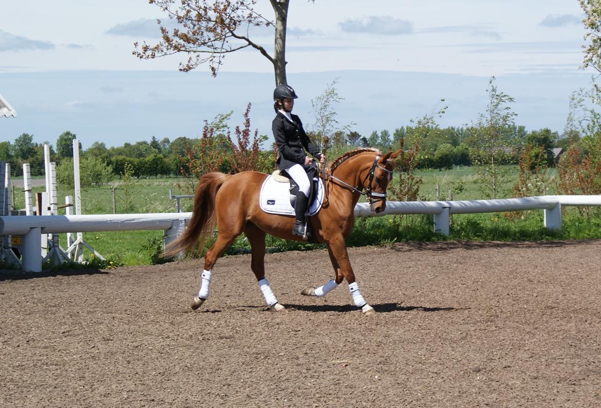 Arabisk fuldblod (OX) Mihrabs Beauty - D. 24-05-15. Vores trejde stævne sammen billede 17