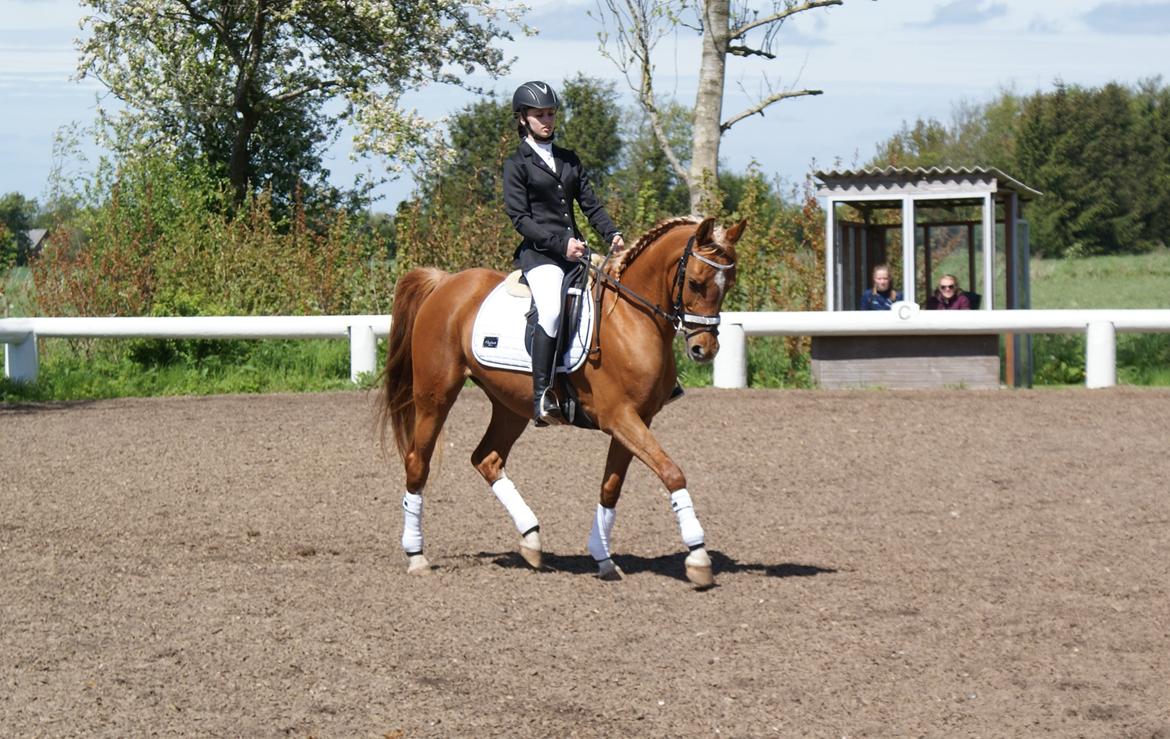 Arabisk fuldblod (OX) Mihrabs Beauty - D. 24-05-15. Vores trejde stævne sammen billede 16