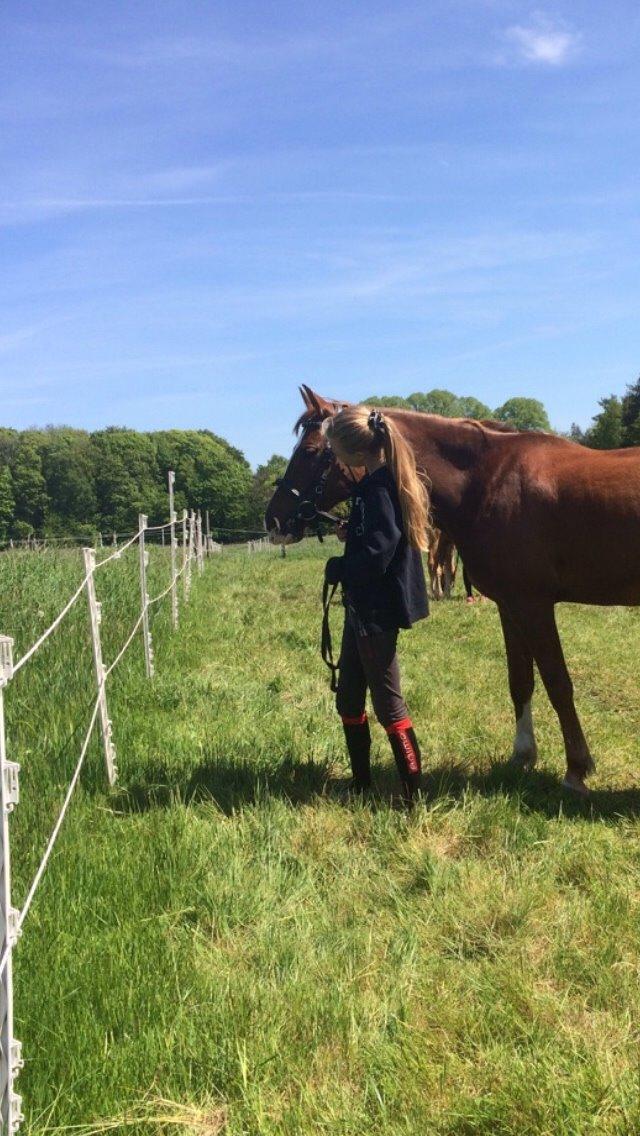 Tysk Sportspony Verdi billede 20