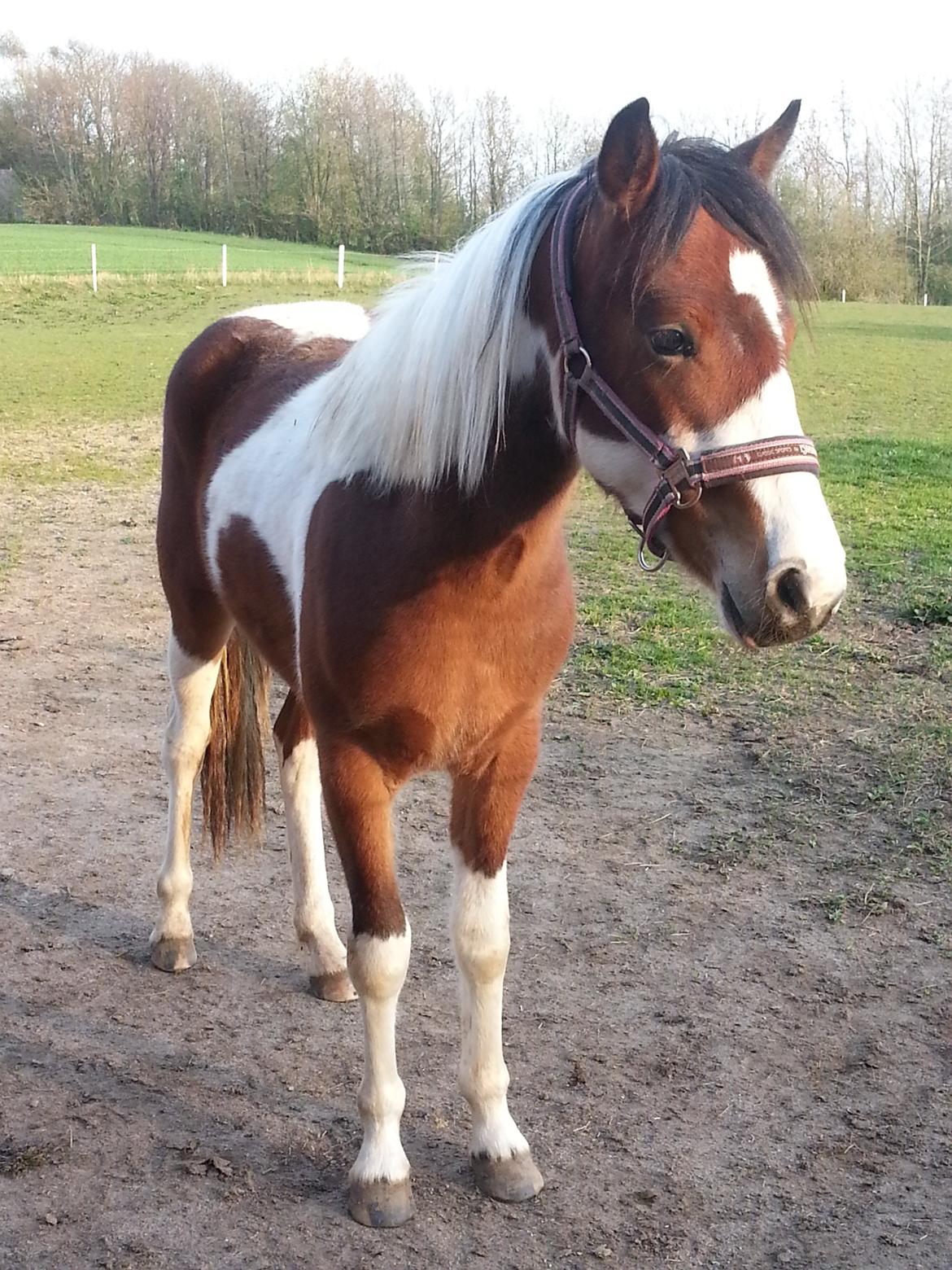 Anden særlig race Anna bell - Anna bell 1,5 år <3 billede 9