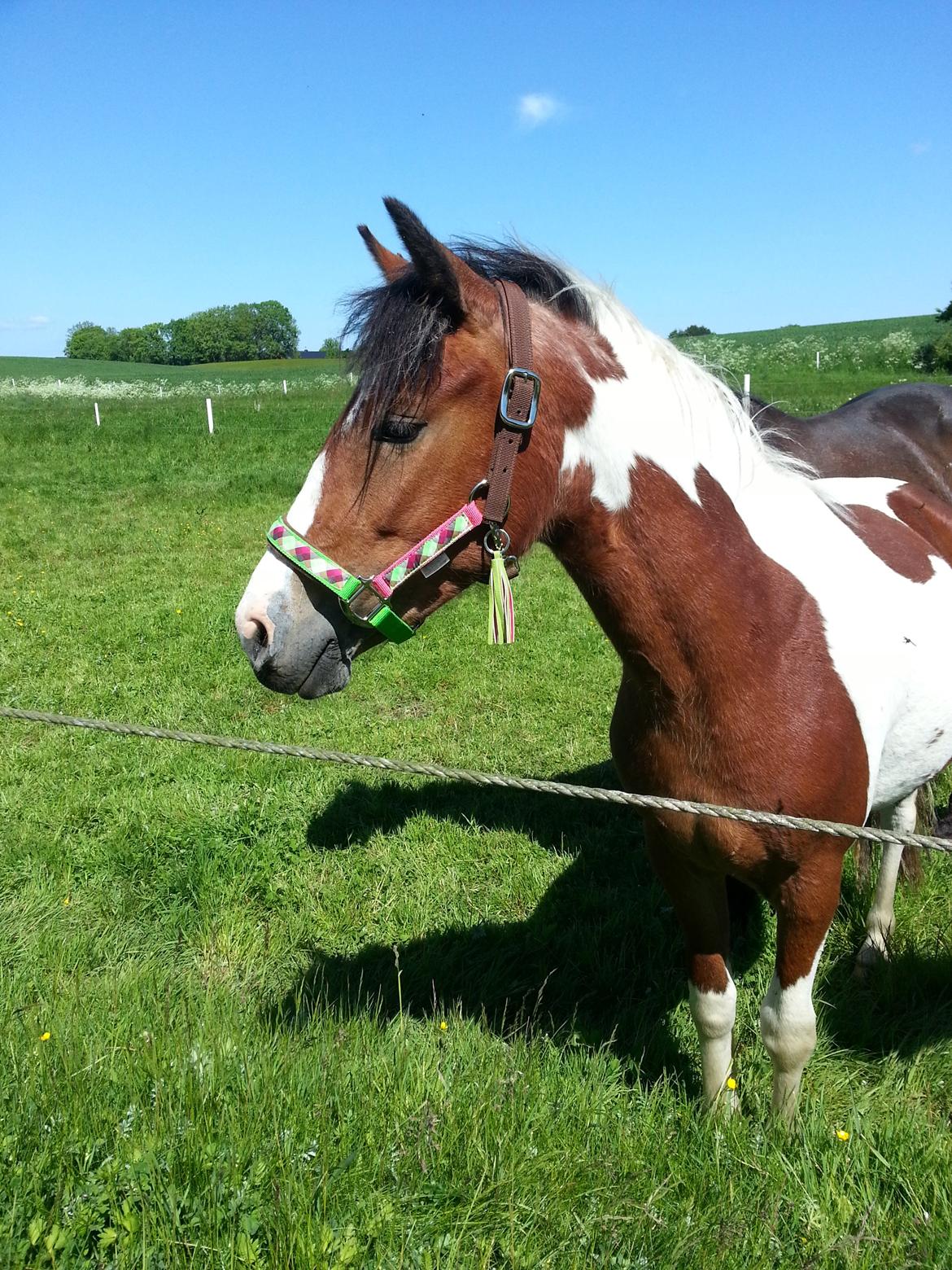 Anden særlig race Anna bell billede 10
