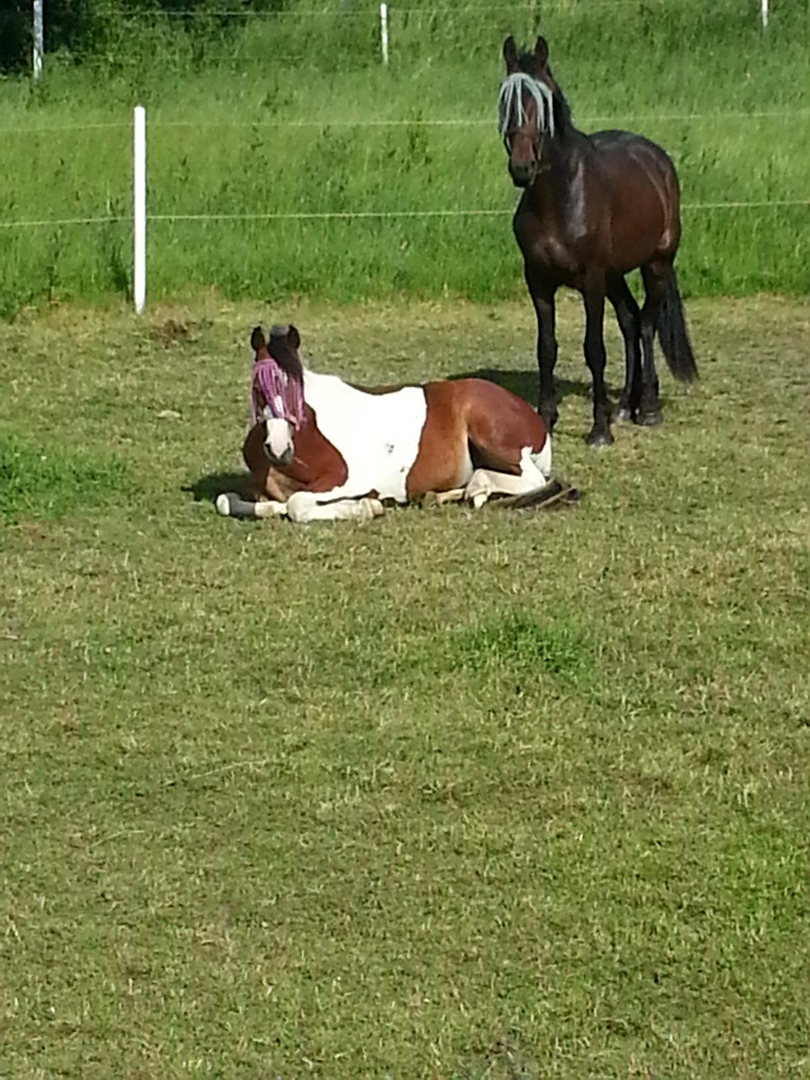 Anden særlig race Anna bell billede 11