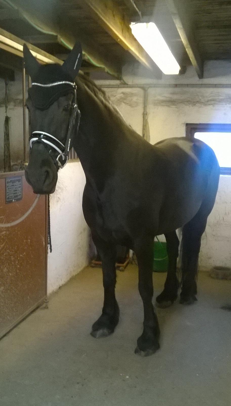 Frieser Hilde (Tidligere Hest) billede 10