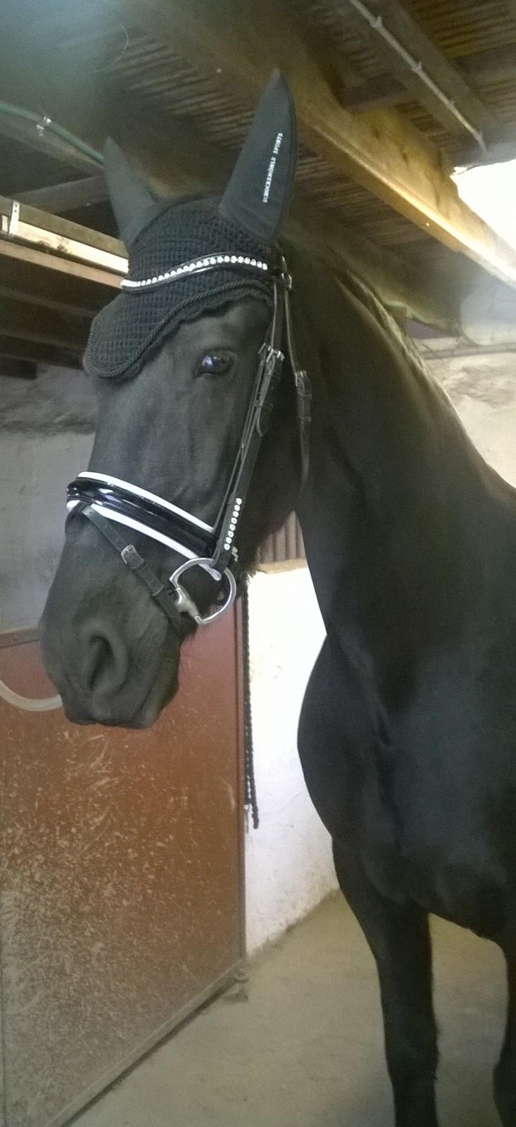 Frieser Hilde (Tidligere Hest) billede 11