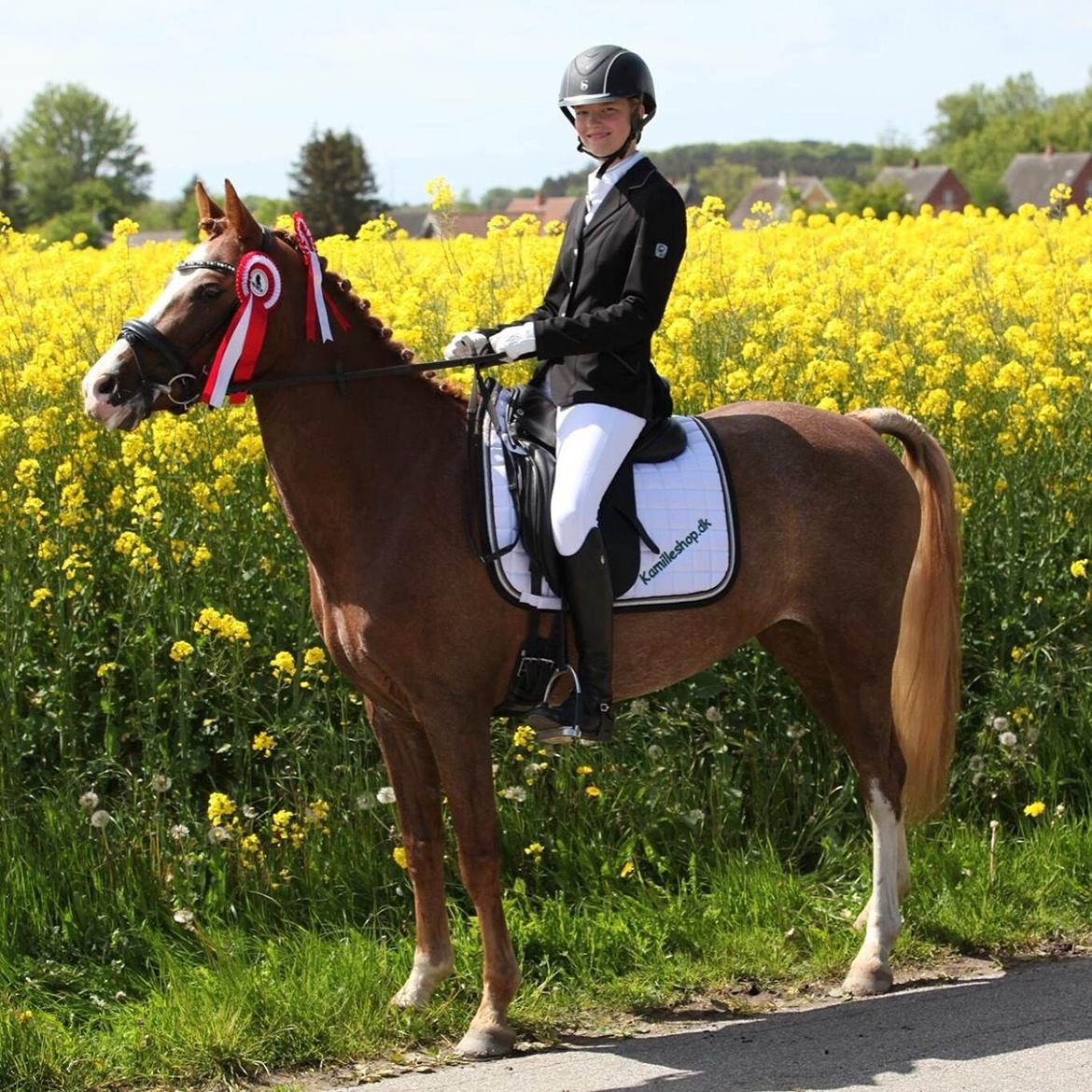 DSP Hoppesgård Stella - Stævne på ØLR billede 9