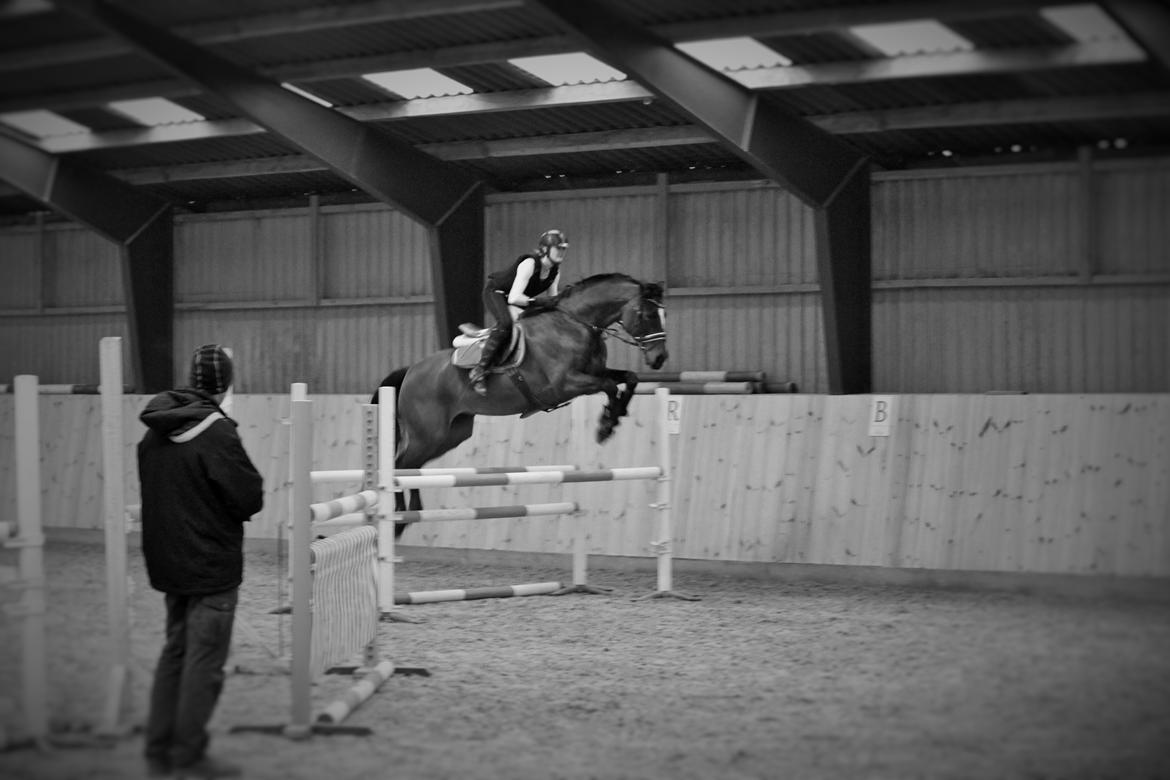 Dansk Varmblod - Whithney Mårsø (B-hest) - Springtræning med CEP, februar 2015 billede 18