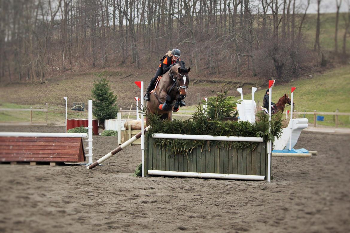 Dansk Varmblod - Whithney Mårsø (B-hest) - Terræntræning med CEP, februar 2015, første gang over hjørne <3 billede 3