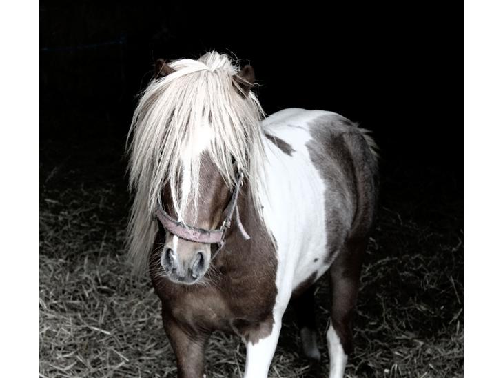 {{currentPhoto.altText}} billede {{currentPhoto.number}}