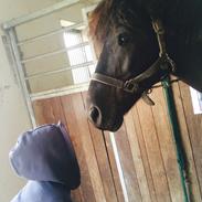 Hollandsk Sportspony Black boy ( bamse)