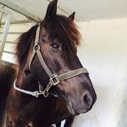 Hollandsk Sportspony Black boy ( bamse)