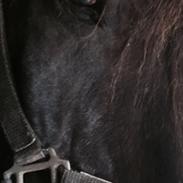 Hollandsk Sportspony Black boy ( bamse)