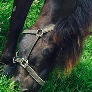 Hollandsk Sportspony Black boy ( bamse)