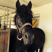 Hollandsk Sportspony Black boy ( bamse)