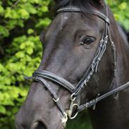 Anden særlig race Domingo