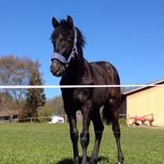 Anden særlig race James Bond 007