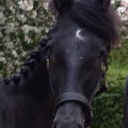 Anden særlig race James Bond 007