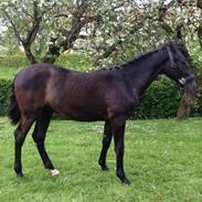 Anden særlig race James Bond 007