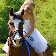 New Forest Romeos Fisker