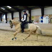 Welsh Partbred (Sec F) Aastrupgaards Lukas