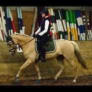 Welsh Partbred (Sec F) Aastrupgaards Lukas