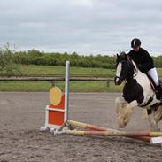 Irish Cob Walter 