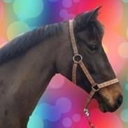 Hollandsk Sportspony Flicka