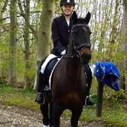 Hollandsk Sportspony Flicka