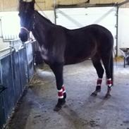 Hollandsk Sportspony Flicka