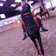 Hollandsk Sportspony Flicka