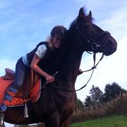 Hollandsk Sportspony Flicka