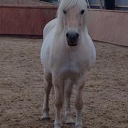 Fjordhest Casper Af Landly