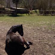 Anden særlig race James Bond 007