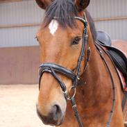 Anden særlig race Rex J Ekko