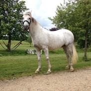 Anden særlig race Califfa Stensbæk prinsessen over alle