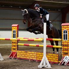 Zangersheide Corienta Z