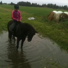 Anden særlig race Malom Brandy (Tidl. hest - Himmel hest)