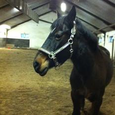 Anden særlig race Malom Brandy (Tidl. hest - Himmel hest)