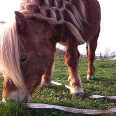 Anden særlig race Annabell (Himmel hest)