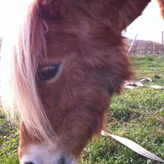 Anden særlig race Annabell (Himmel hest)