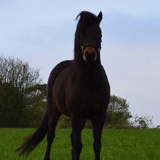 Dartmoor Anc-neu Loa